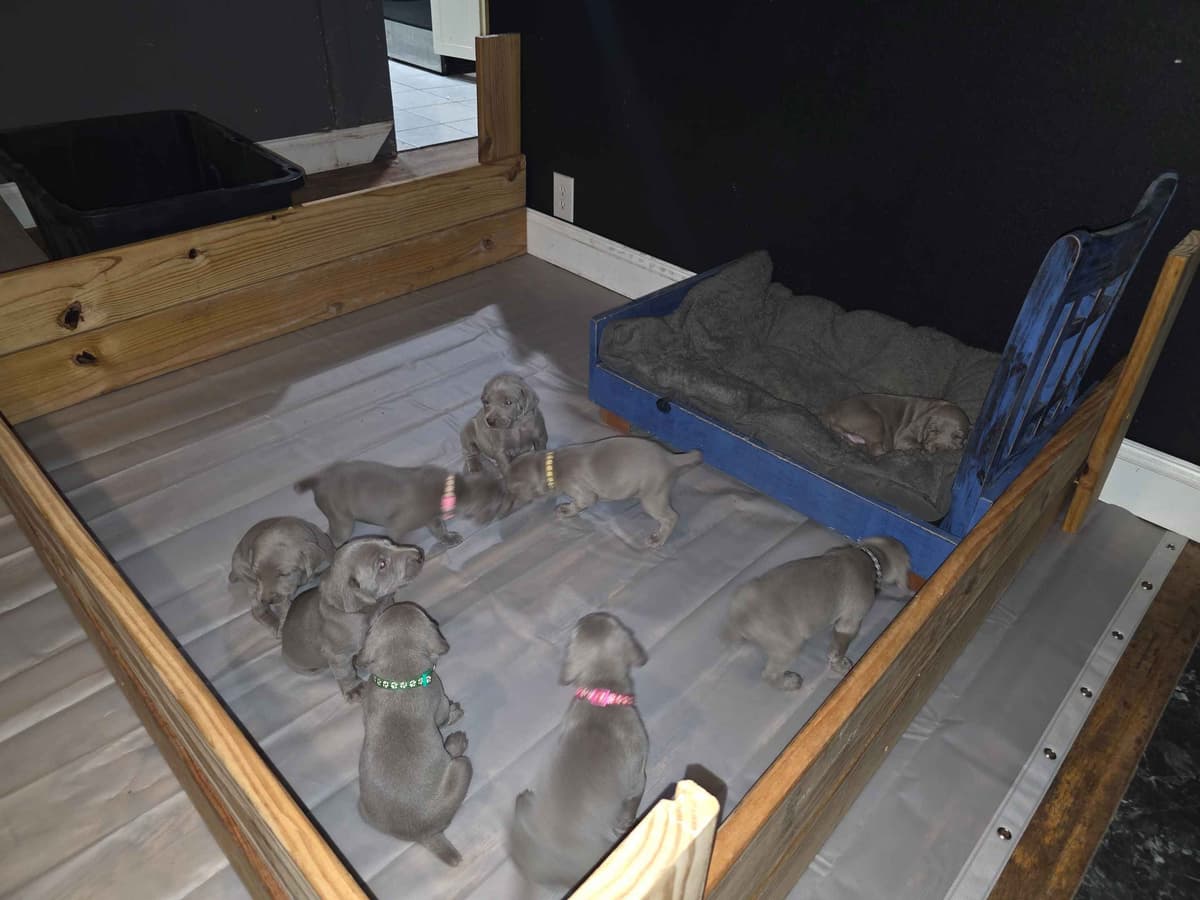 Weimaraner Puppies breeder image 2