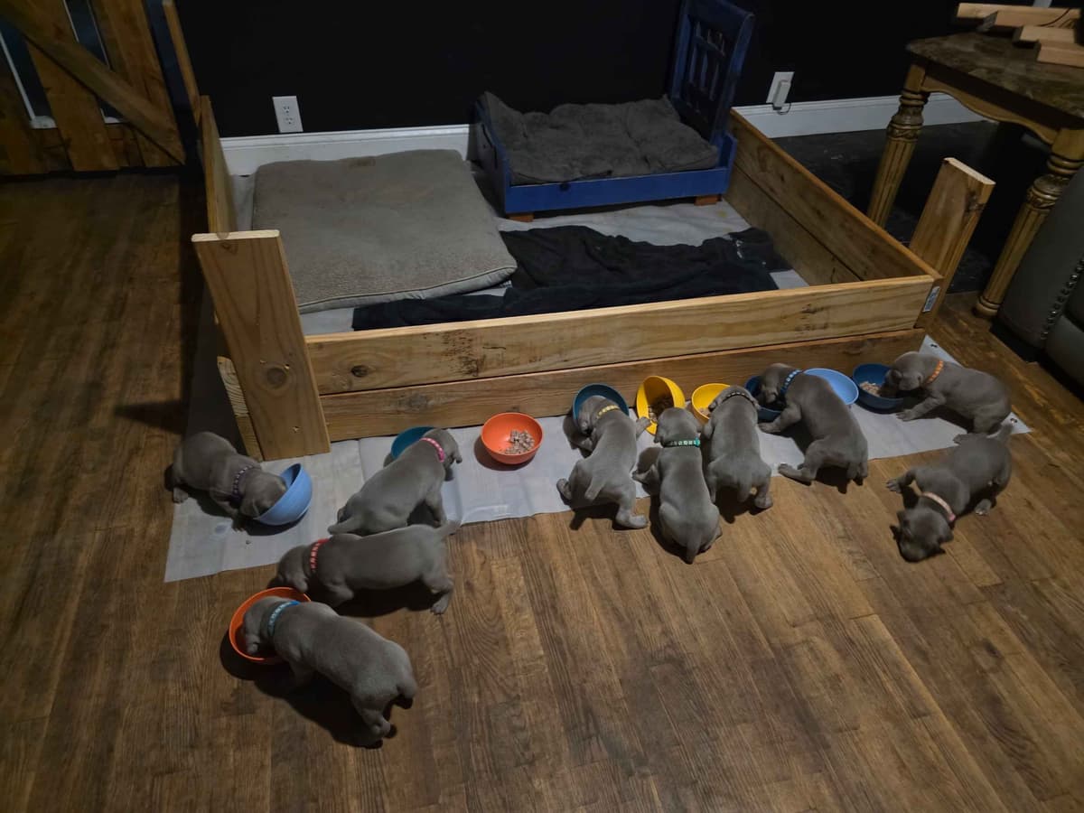 Weimaraner Puppies breeder image 3