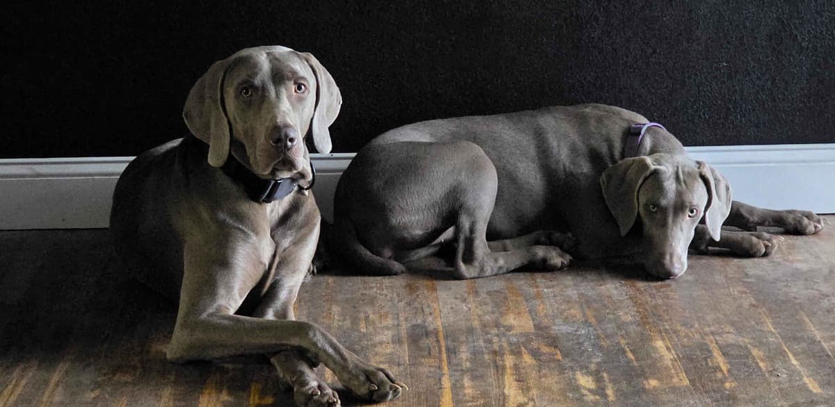 Weimaraner Puppies breeder image 5