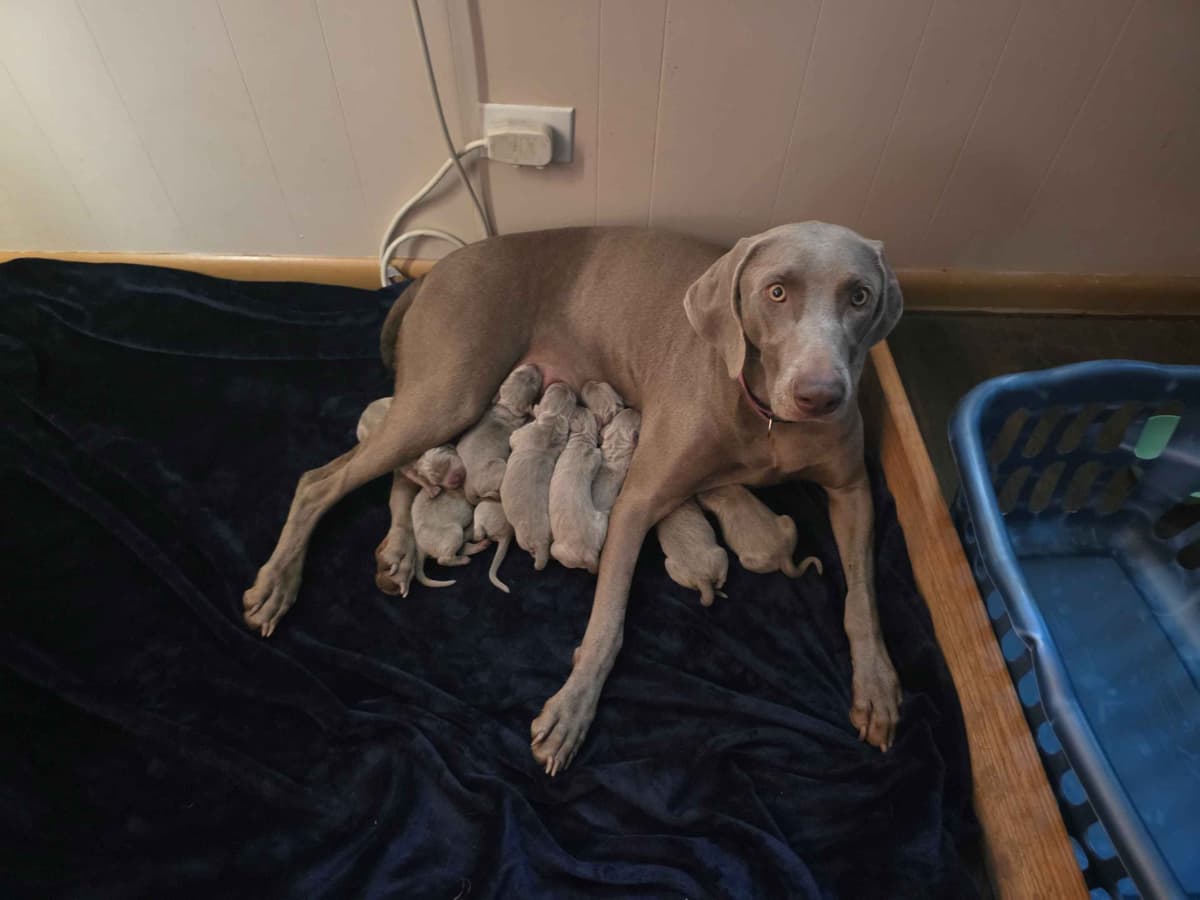 Weimaraner Puppies breeder image 8