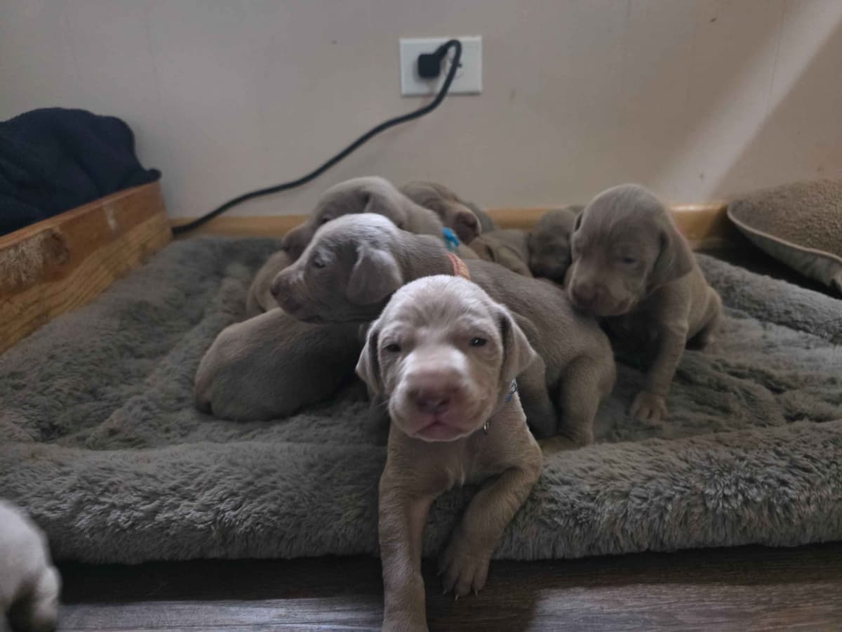 Weimaraner Puppies breeder image 9