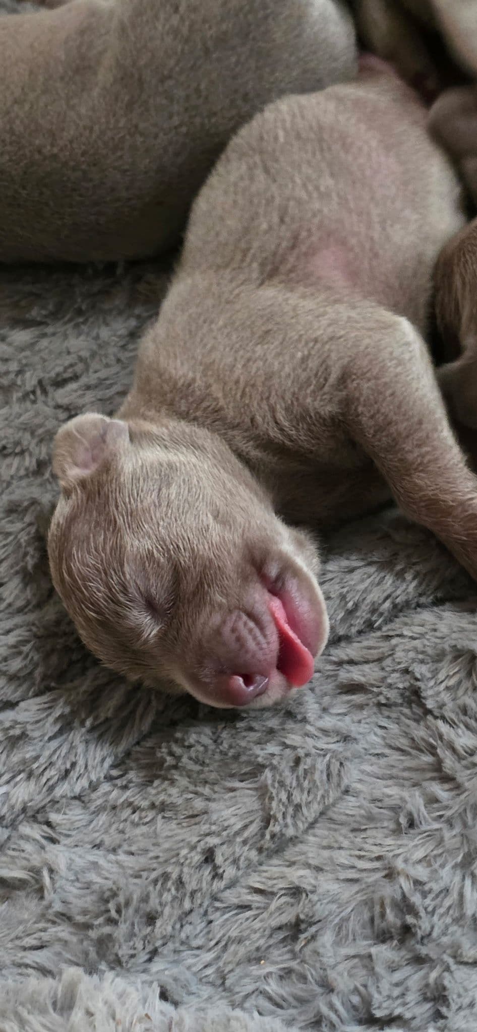 Weimaraner Puppies breeder image 10