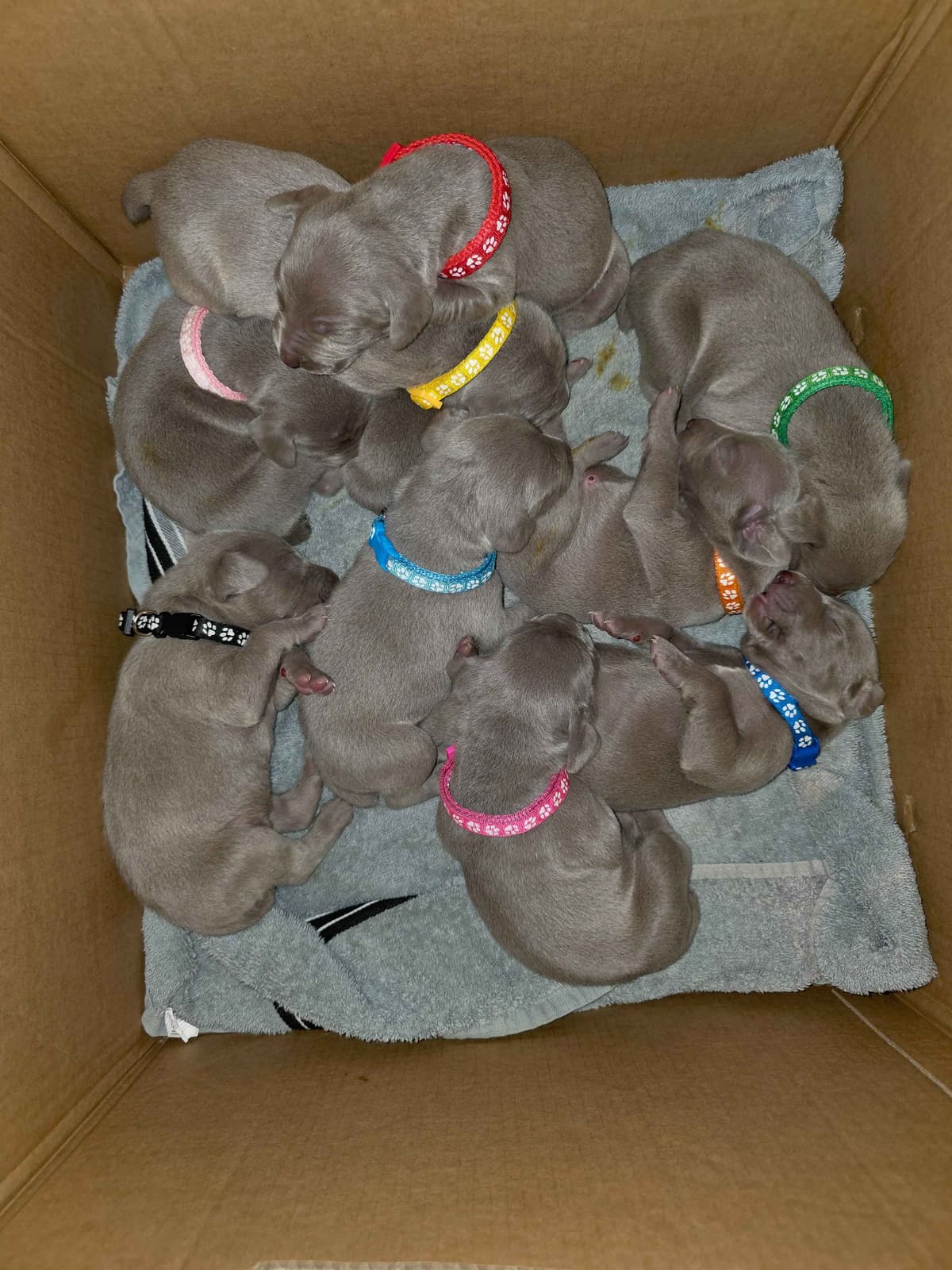 Weimaraner Puppies breeder image 14