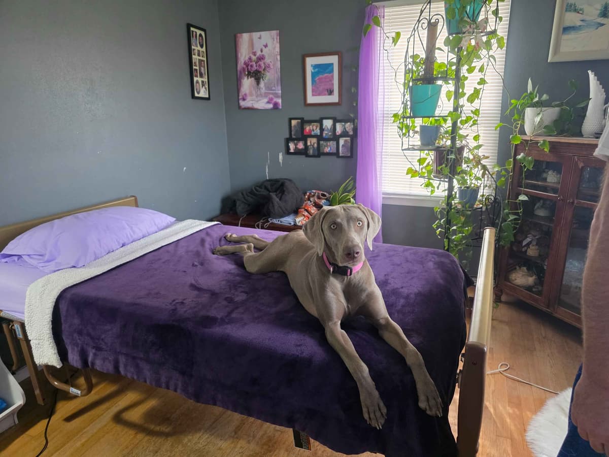 Weimaraner Puppies breeder image 11
