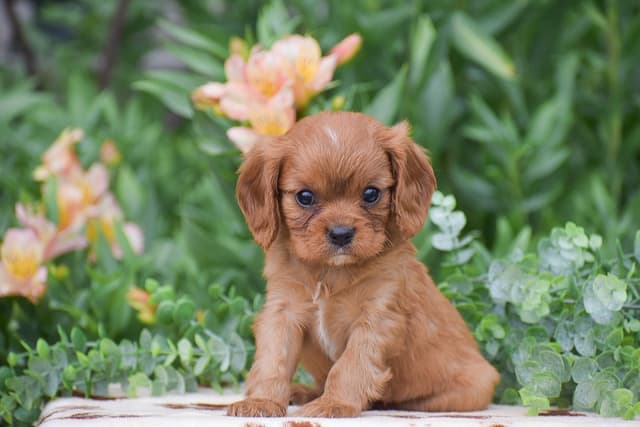 CAVALIER PUPPIES❤️AVAILABLE- CALL📞717-945-2541 media 3