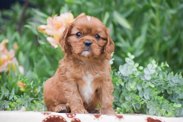 CAVALIER PUPPIES❤️AVAILABLE- CALL📞717-945-2541 media 2