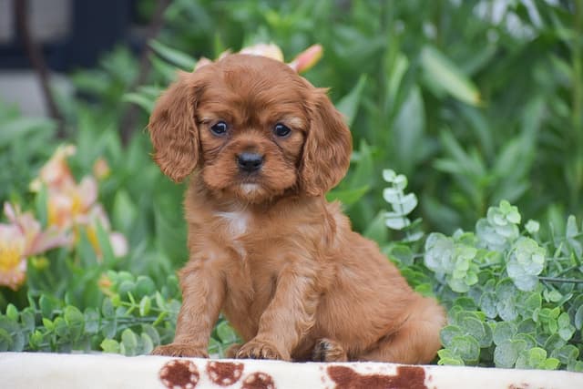 CAVALIER PUPPIES❤️AVAILABLE- CALL📞717-945-2541 media 7