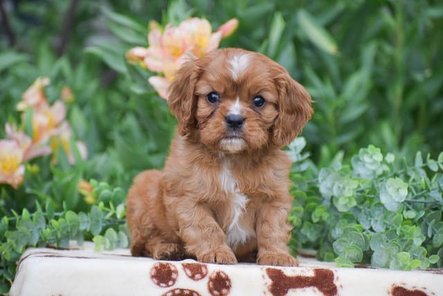 CAVALIER PUPPIES❤️AVAILABLE- CALL📞717-945-2541 media 5