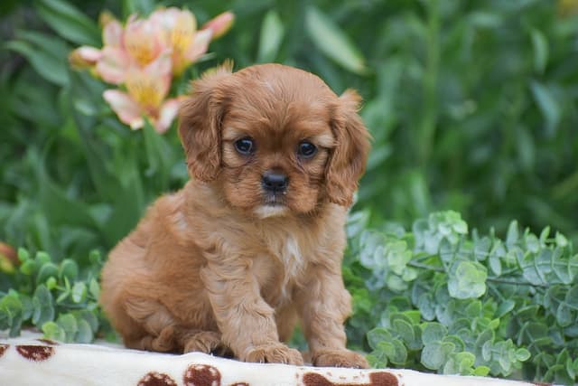 CAVALIER PUPPIES❤️AVAILABLE- CALL📞717-945-2541 media 10