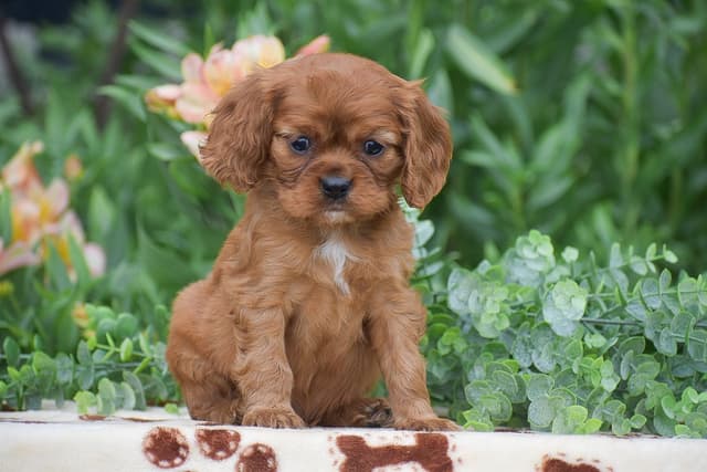 CAVALIER PUPPIES❤️AVAILABLE- CALL📞717-945-2541 media 8