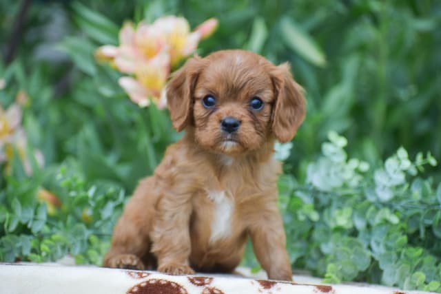 CAVALIER PUPPIES❤️AVAILABLE- CALL📞717-945-2541 media 4