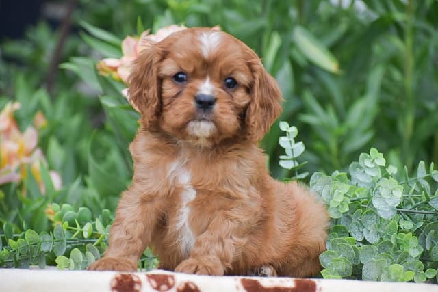 CAVALIER PUPPIES❤️AVAILABLE- CALL📞717-945-2541 media 6