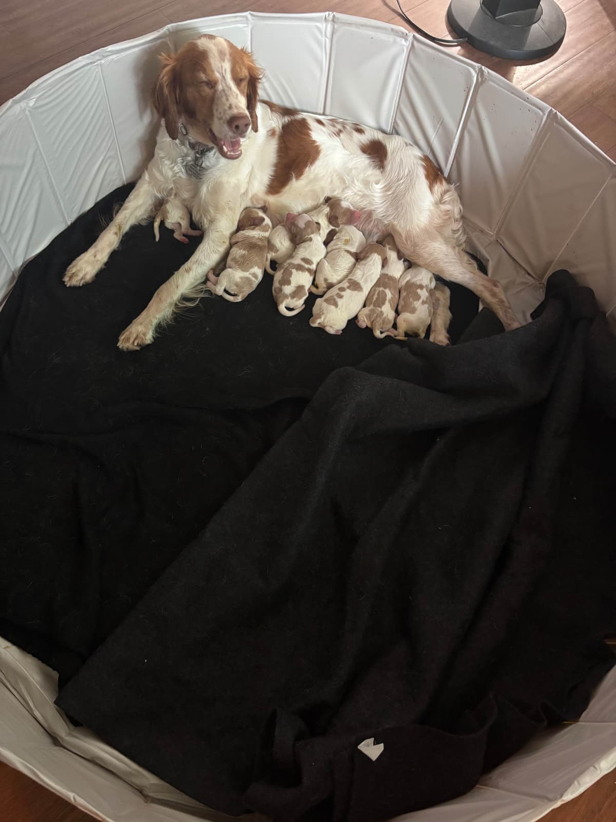 Brittany Puppies breeder image 1