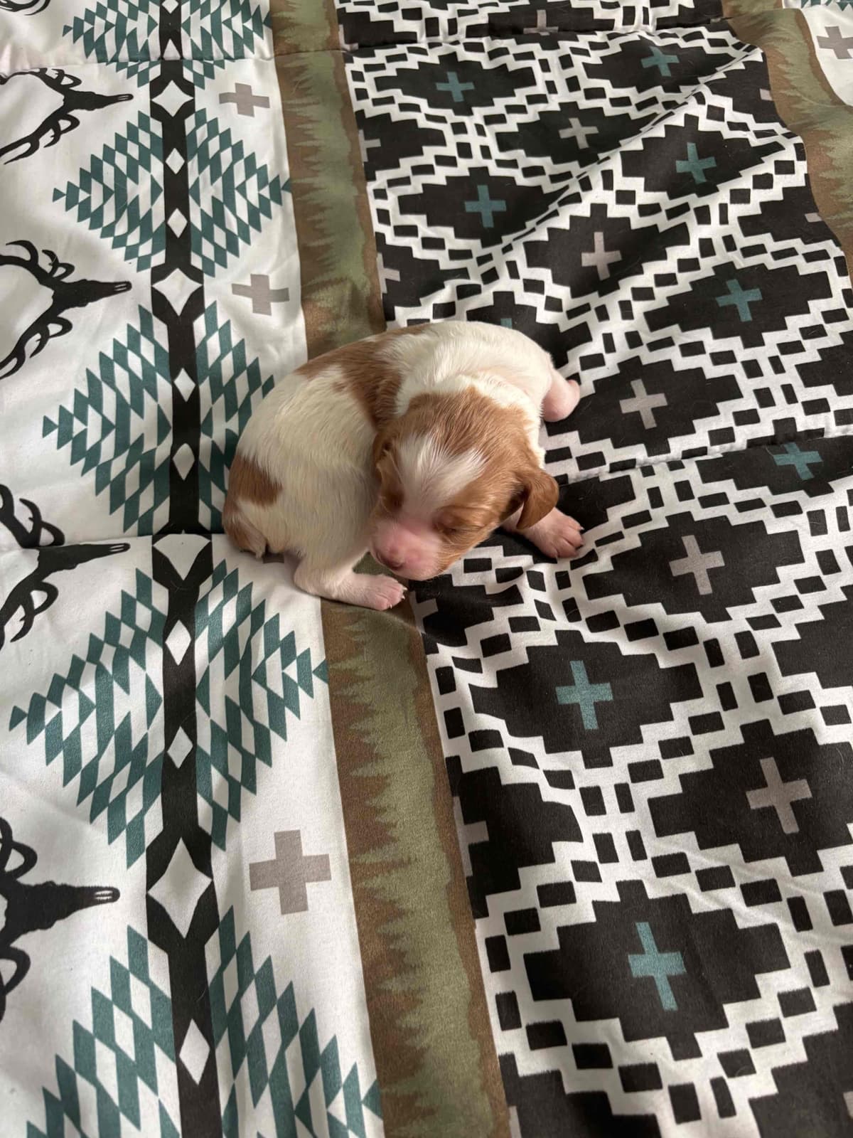 Brittany Puppies breeder image 4