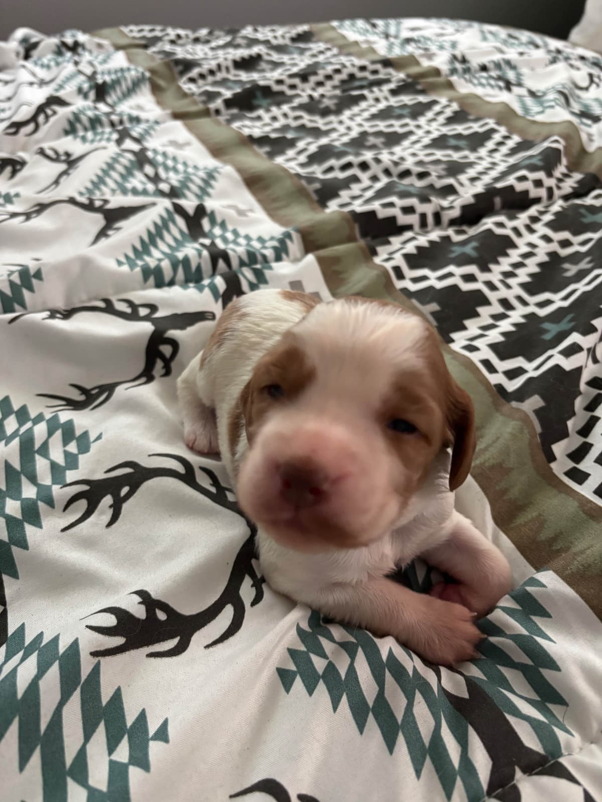 Brittany Puppies breeder image 7