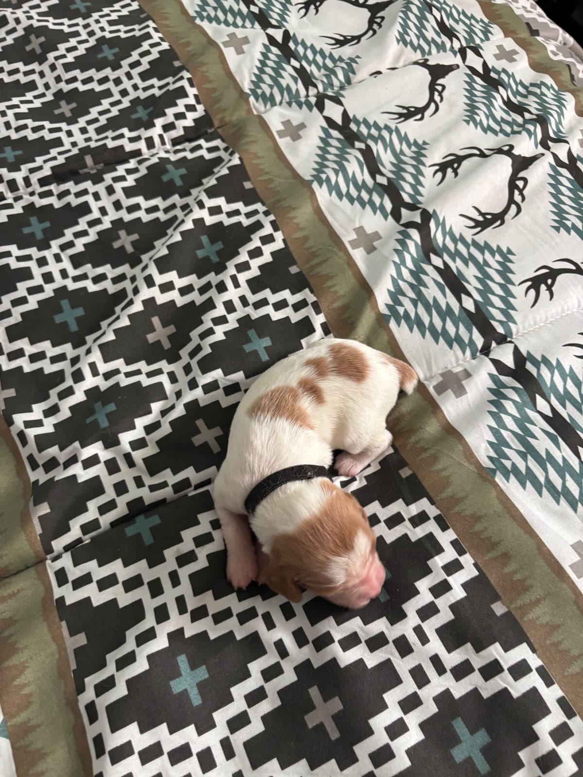Brittany Puppies breeder image 6