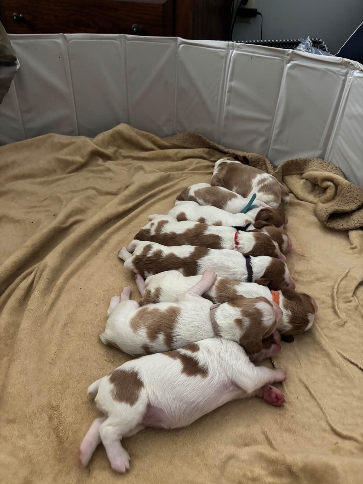 Brittany Puppies breeder image 3