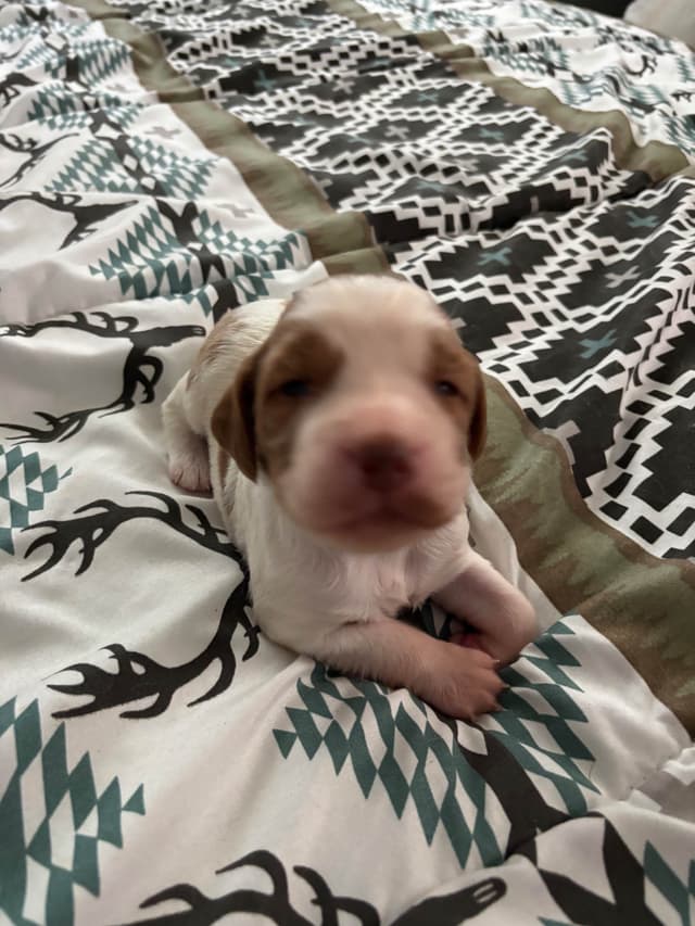 Brittany Puppies media 2
