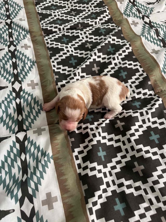 Brittany Puppies media 3