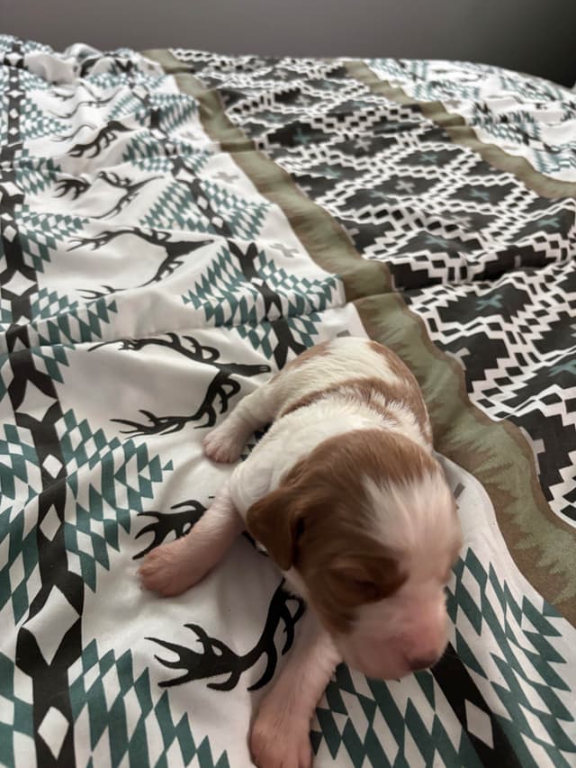 Brittany Puppies media 8