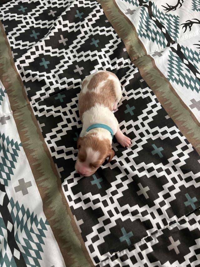 Brittany Puppies media 4