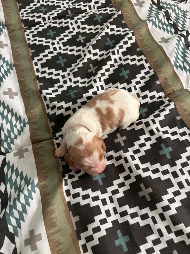 Brittany Puppies media 6