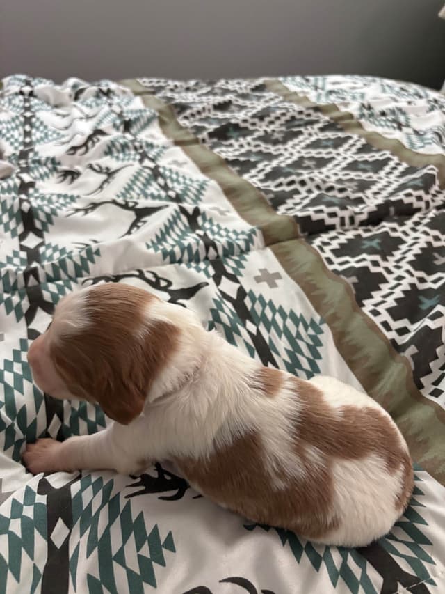Brittany Puppies media 7