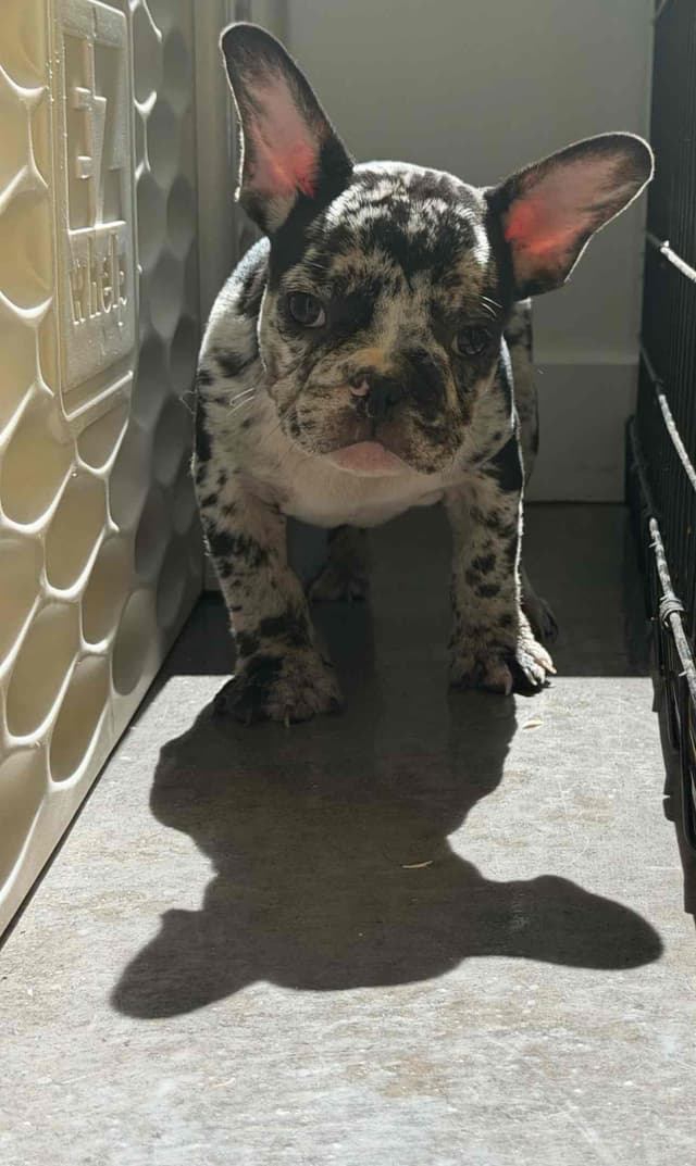 French Bulldog Puppies media 2