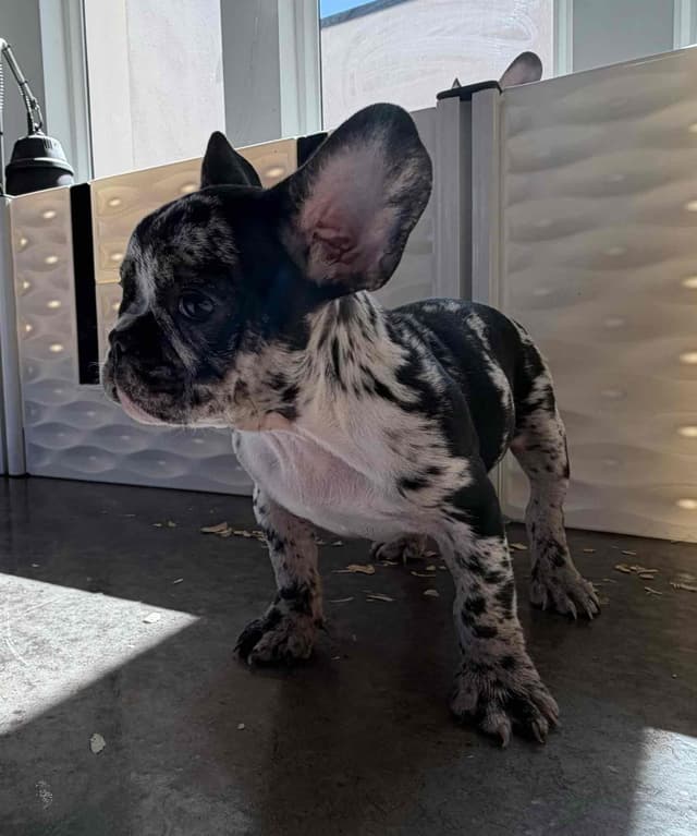 French Bulldog Puppies media 3