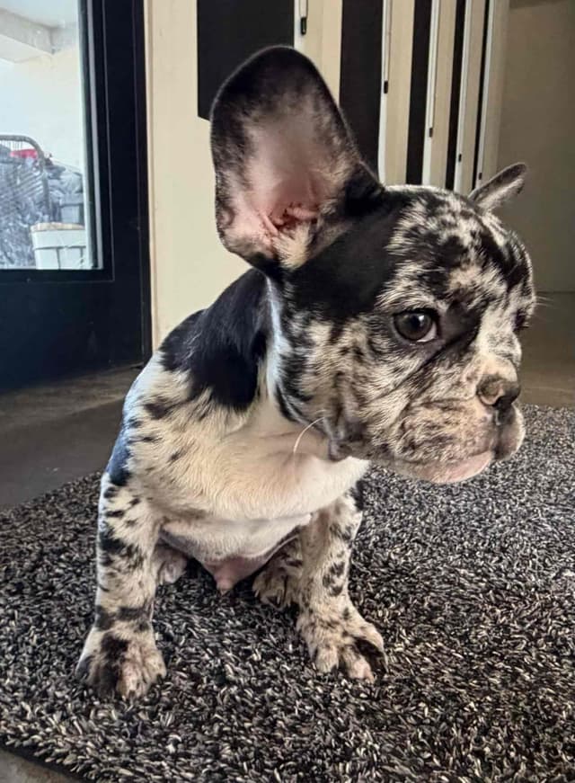 French Bulldog Puppies media 5