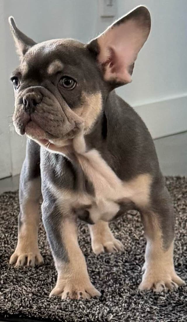 French Bulldog Puppies media 6