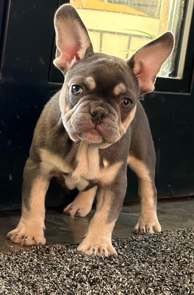 French Bulldog Puppies media 7