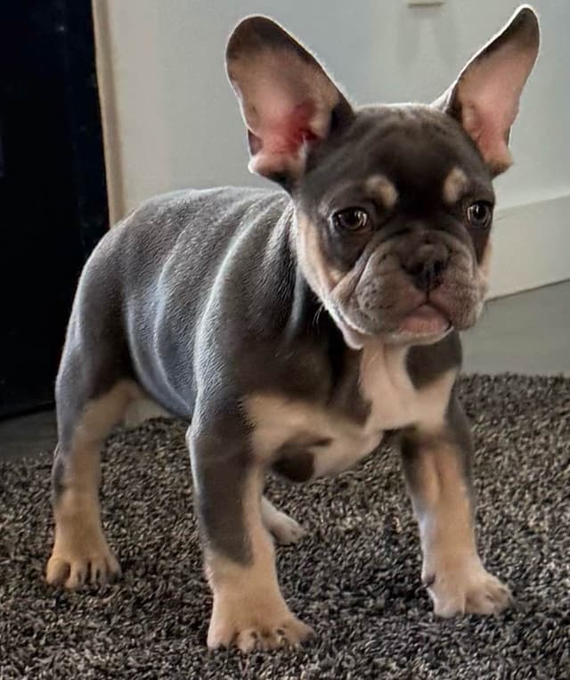 French Bulldog Puppies media 8