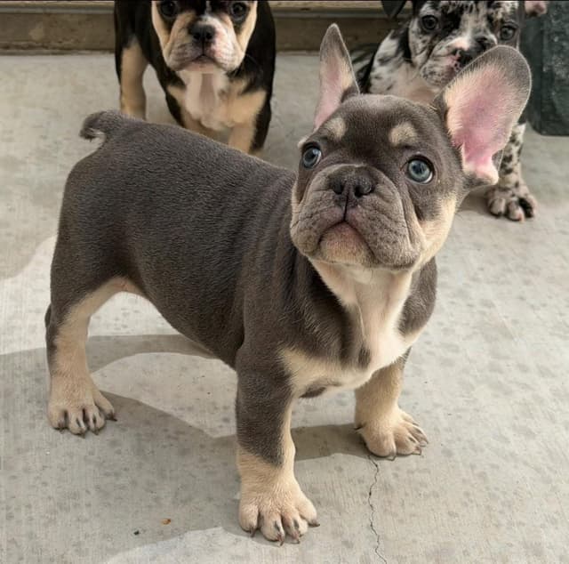 French Bulldog Puppies media 9