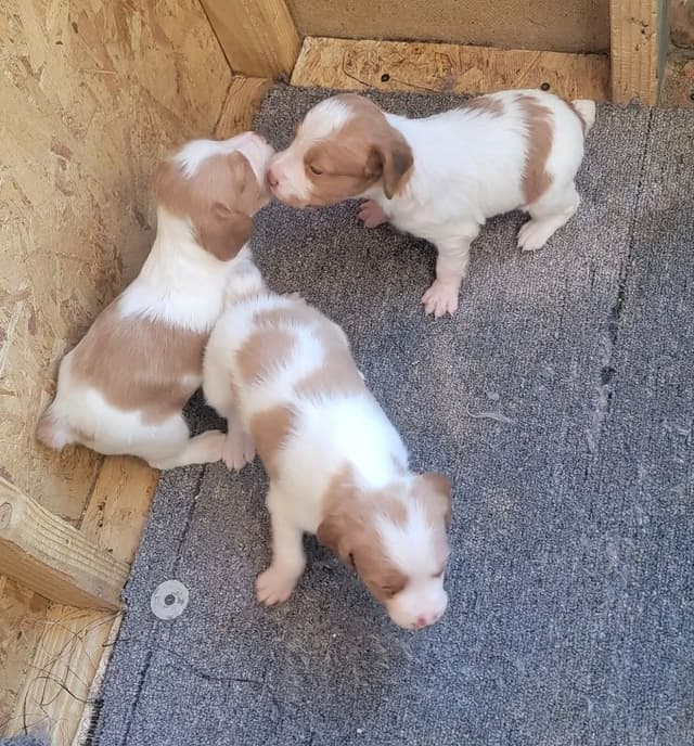 Brittany Puppies – Champion Bloodlines media 13
