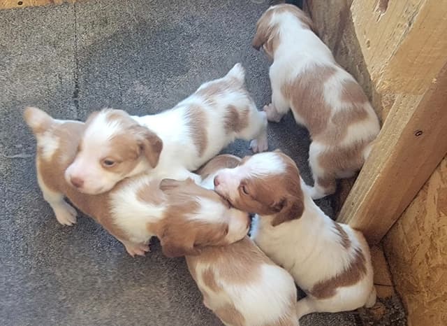 Brittany Puppies – Champion Bloodlines media 12