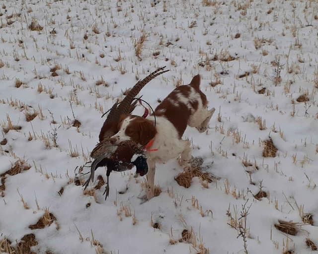Brittany Puppies – Champion Bloodlines media 5
