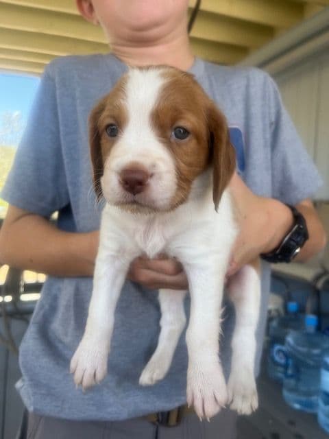 Brittany Puppies – Champion Bloodlines media 3