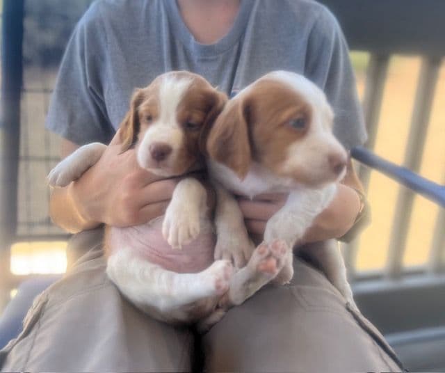 Brittany Puppies – Champion Bloodlines media 2