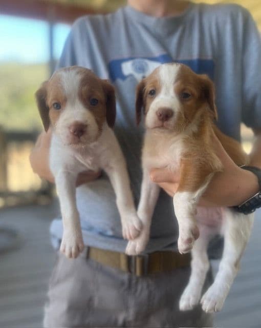 Brittany Puppies – Champion Bloodlines media 7