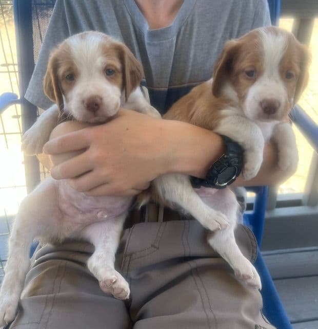 Brittany Puppies – Champion Bloodlines media 8