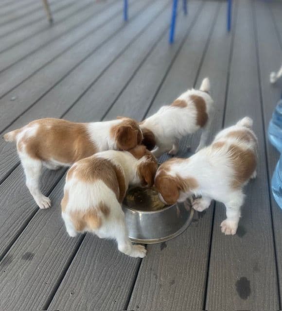 Brittany Puppies – Champion Bloodlines media 11