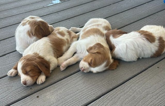 Brittany Puppies – Champion Bloodlines media 10