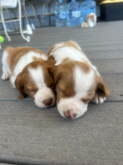Brittany Puppies – Champion Bloodlines media 9