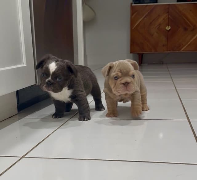 French bulldog puppies fluffy media 2