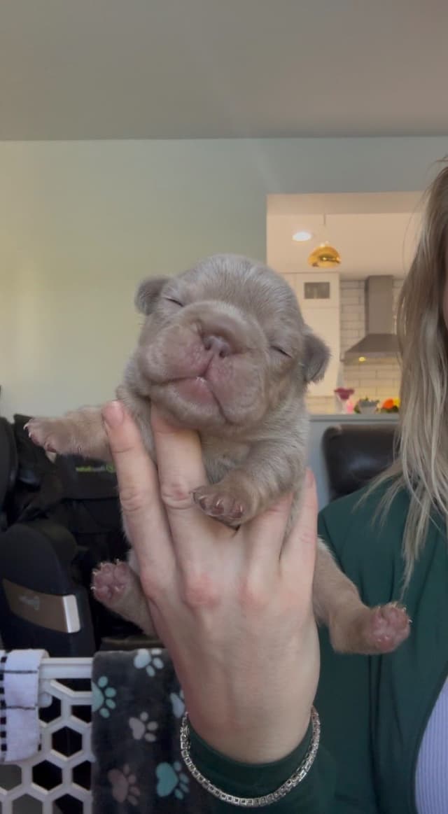 French bulldog puppies fluffy media 5