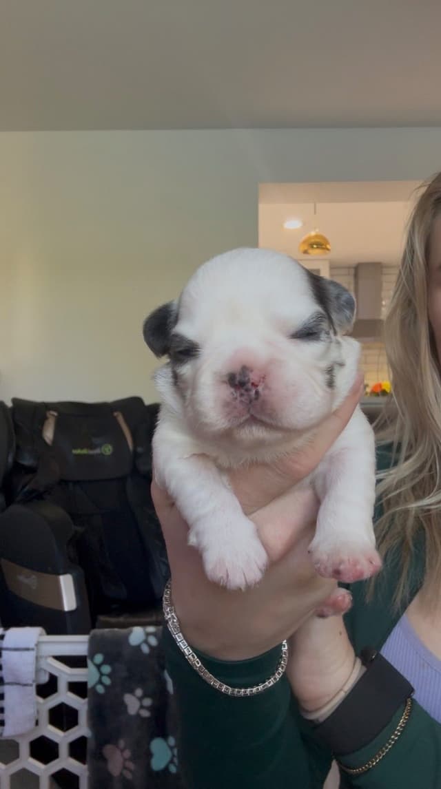 French bulldog puppies fluffy media 3
