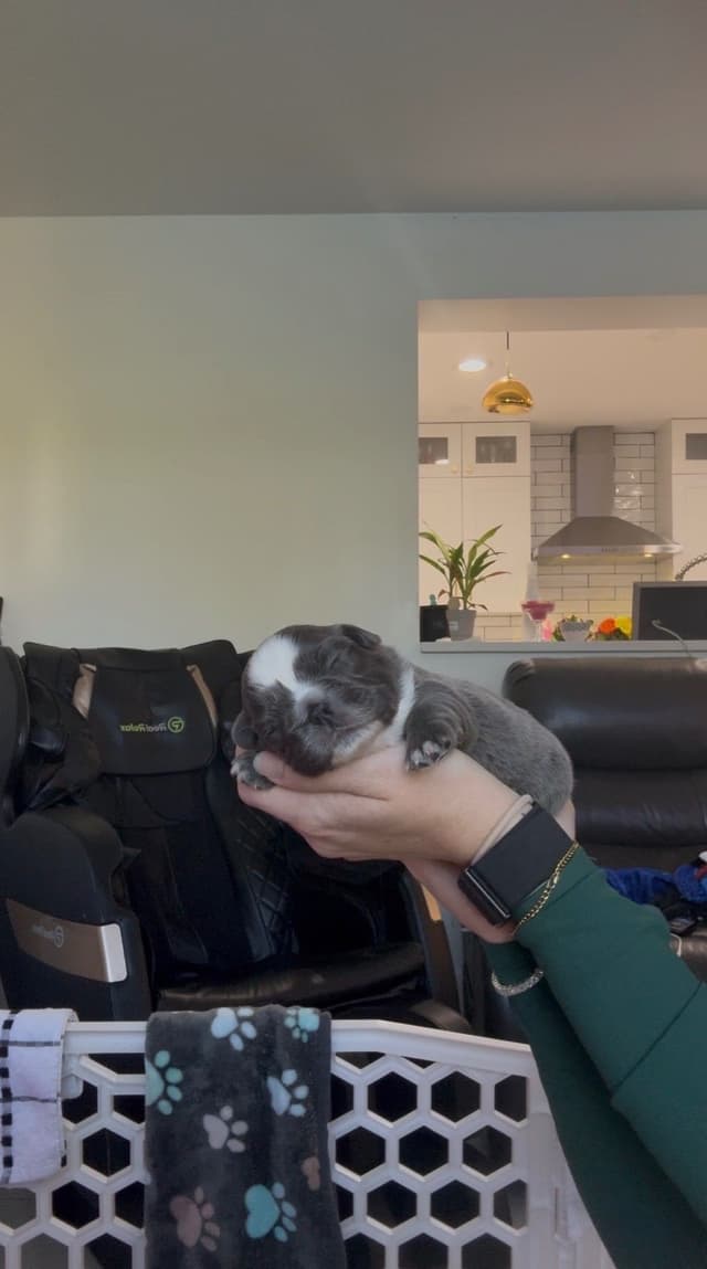 French bulldog puppies fluffy media 4