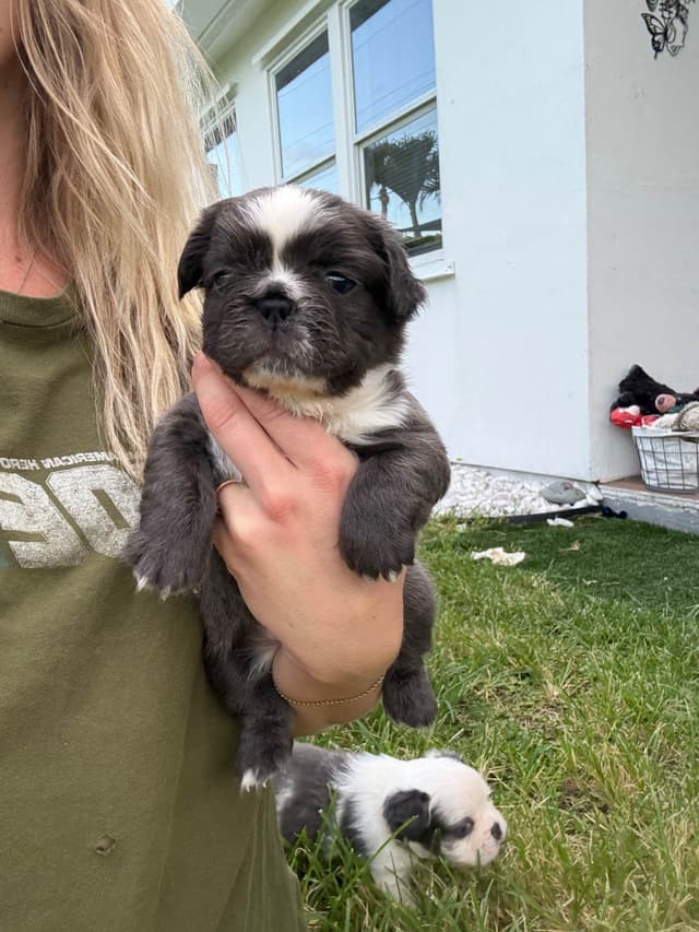 French bulldog puppies fluffy media 12