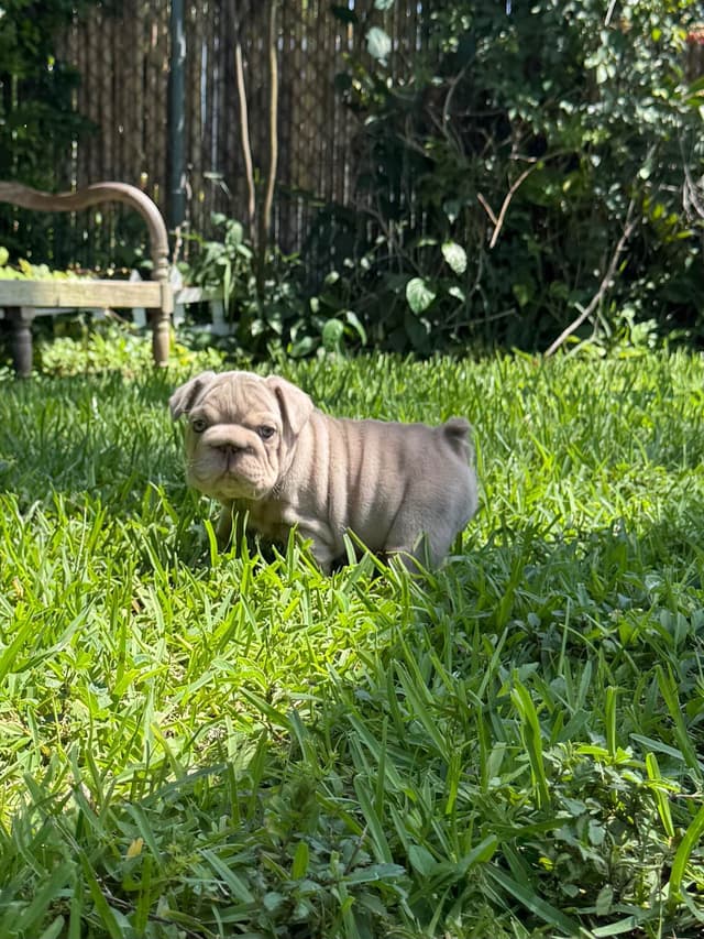 French bulldog puppies fluffy media 9